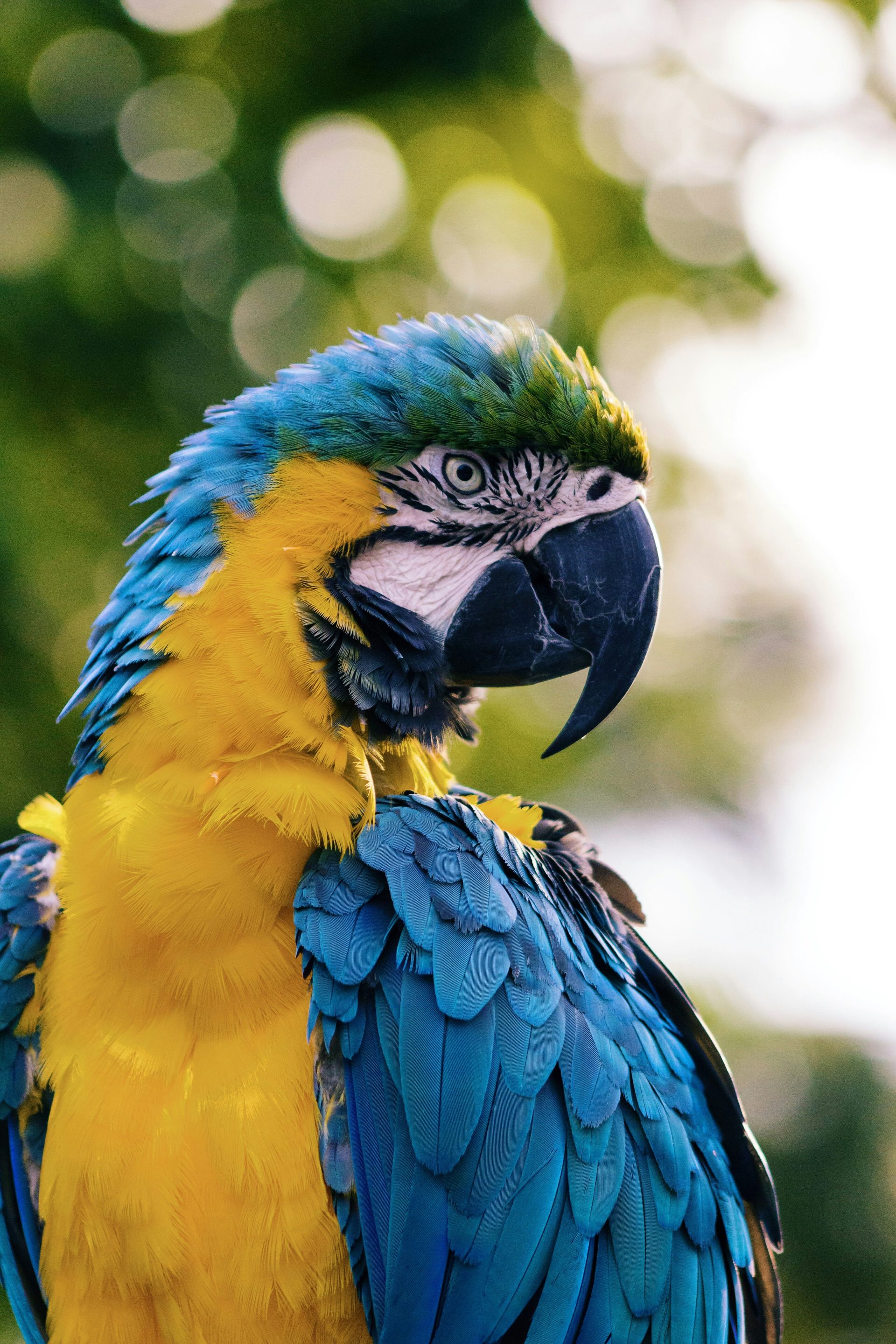 Guacamaya